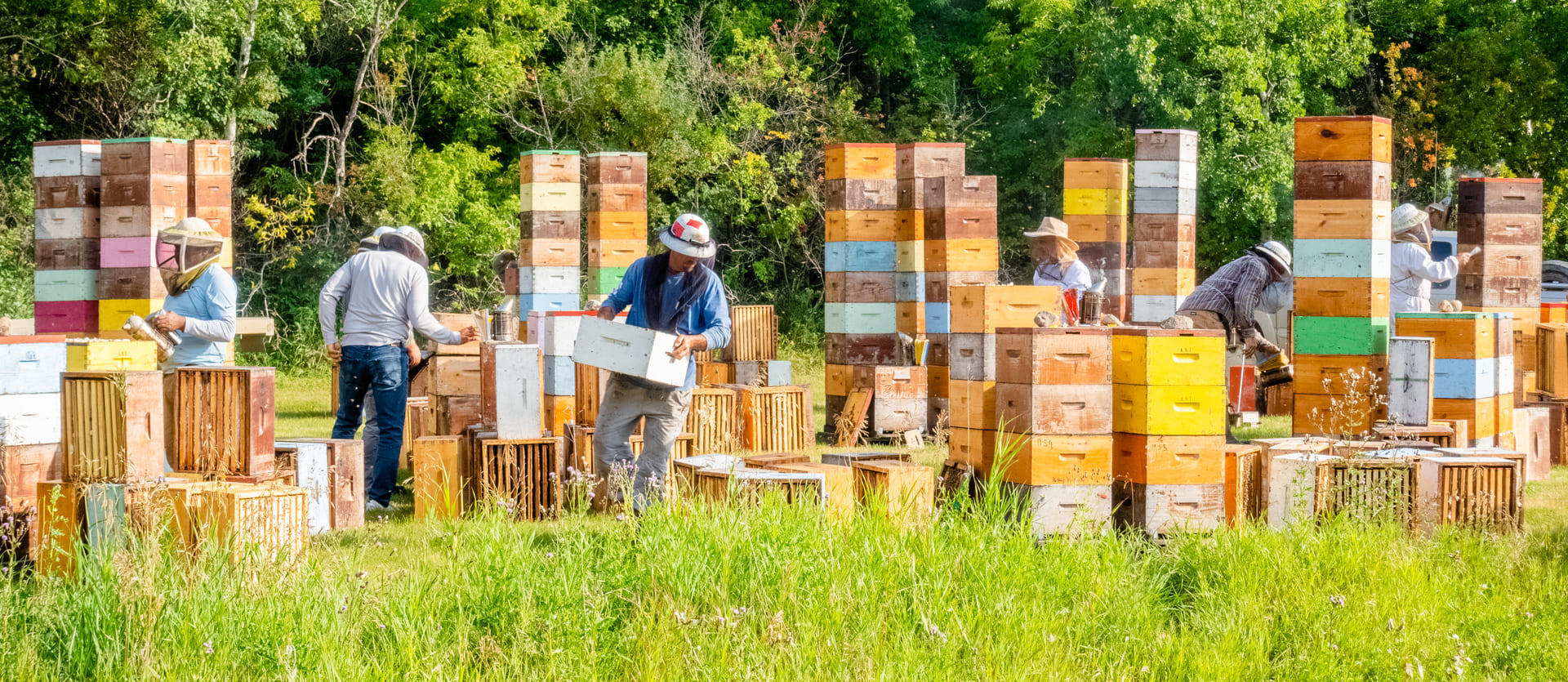 Harvesting honey in summer. On the hives today, in the jar tomorrow.Healthy bees, healthy honey