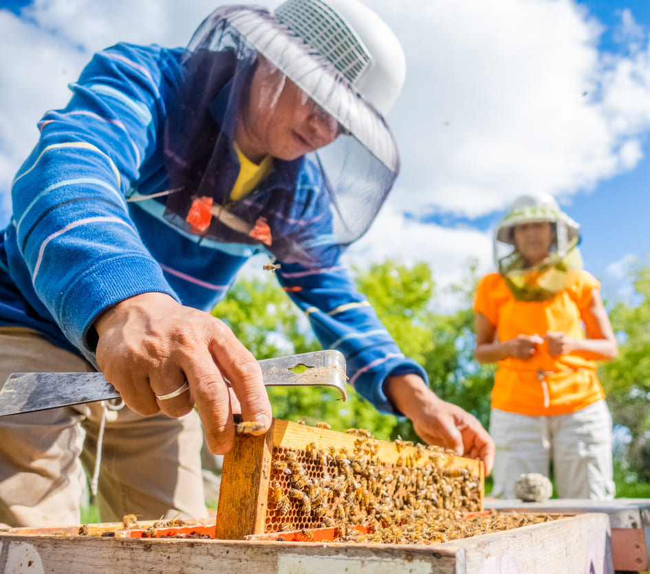Raising young queen bees is a key component of sustainable beekeeping suited to the local environment