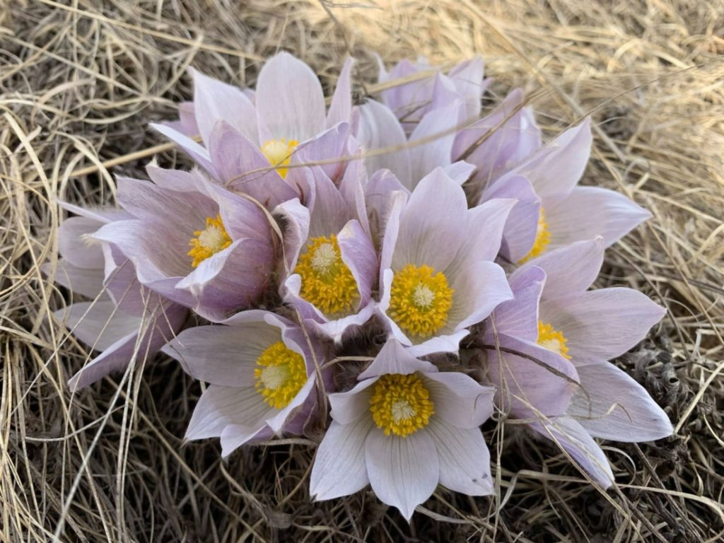 Finding the first spring blossoms, wild crocuses, is a tradition in our area.