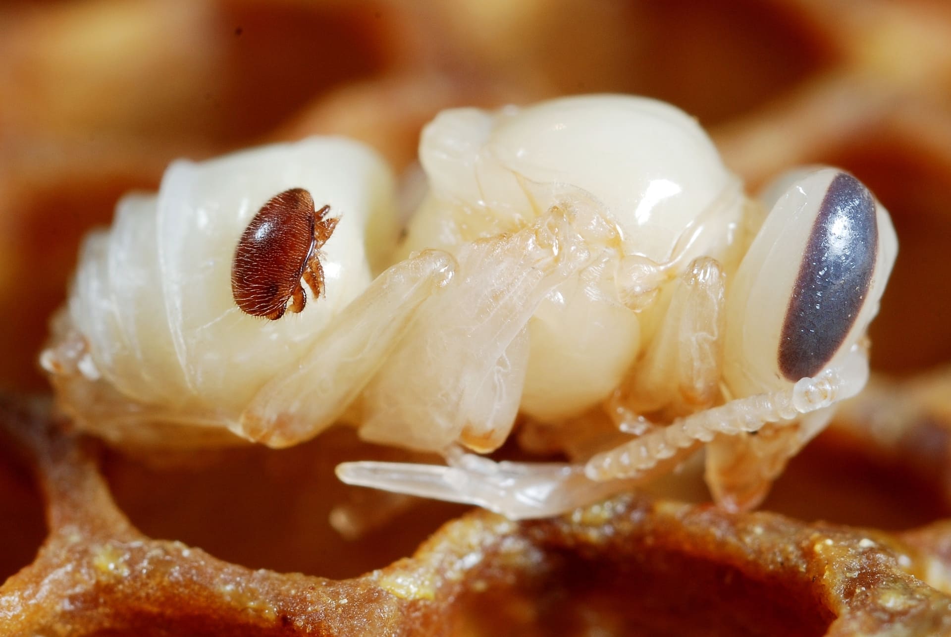 Varroa destructor parasitic mite on honey bee pupa