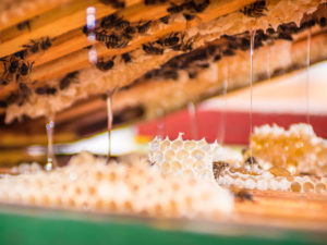Natural honey can bee seen dripping out of the honey comb as the honey is harvested on Wendell Honey Farm