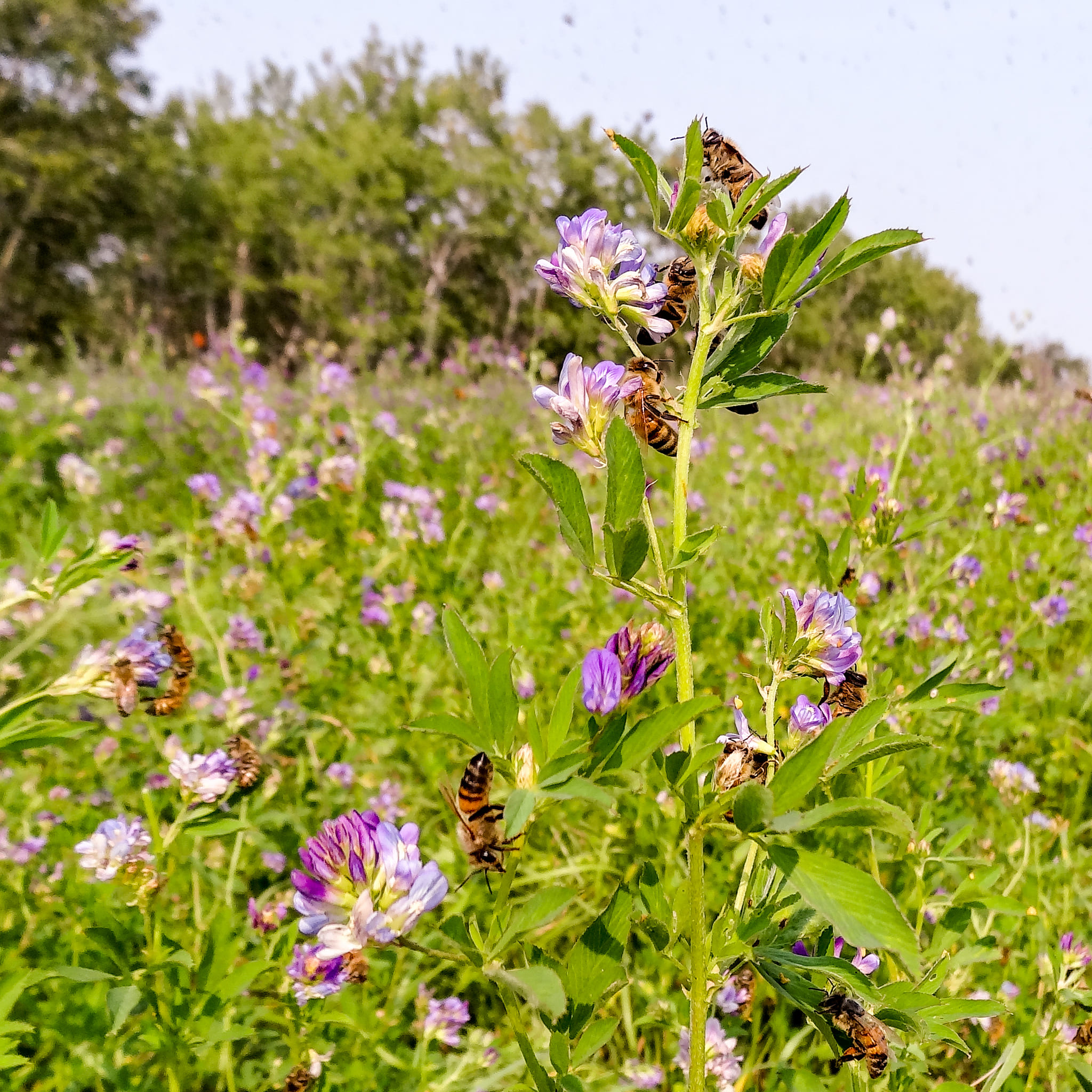 Our bees foraging in a field of alfalfa